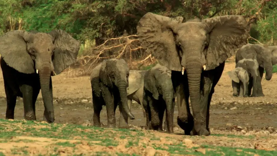Wideo do serialu Planeta Ziemia III — Why Wildlife Filmmaking Is So Important | Planet Earth III Behind The Scenes