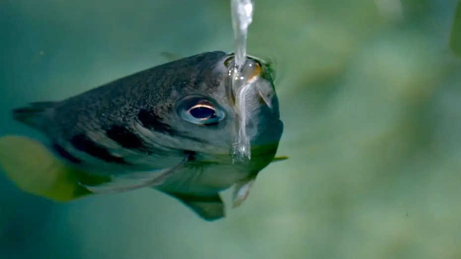 Wideo do serialu Planeta Ziemia III — The Fish with Incredible Shooting Aim | Planet Earth III Behind the Scenes