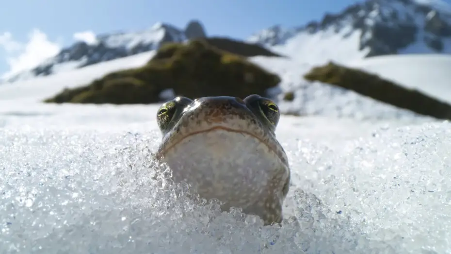 Wideo do serialu Planeta Ziemia III — Frogs Race For Love | Planet Earth III