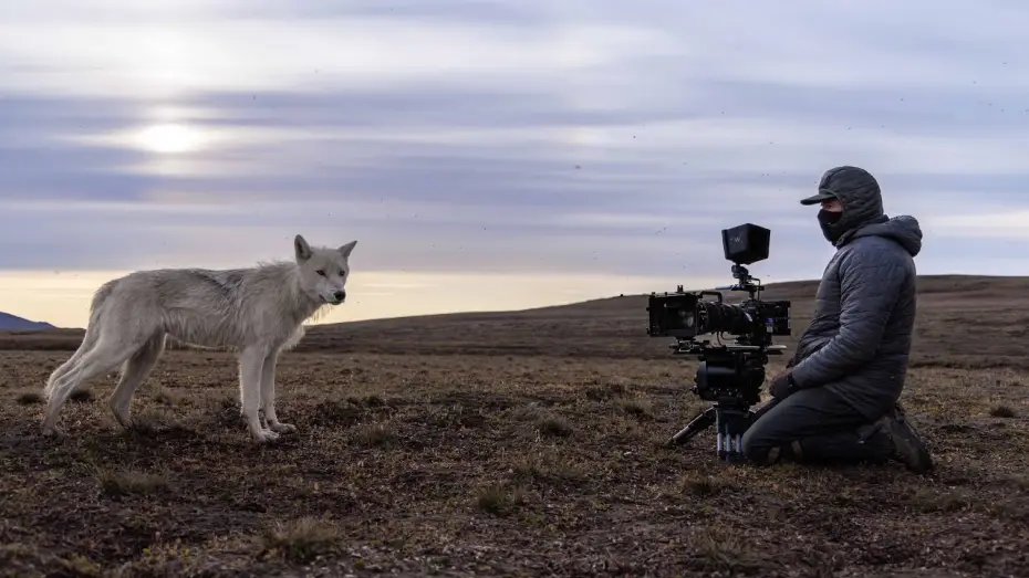 Wideo do serialu Planeta Ziemia III — Filming a Pack of Arctic Wolves | Planet Earth III Behind The Scenes