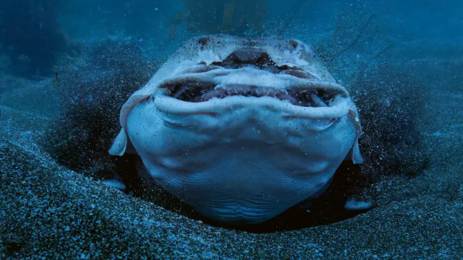 Wideo do serialu Planeta Ziemia III — Horn Shark Escapes Being Eaten Alive | Planet Earth III