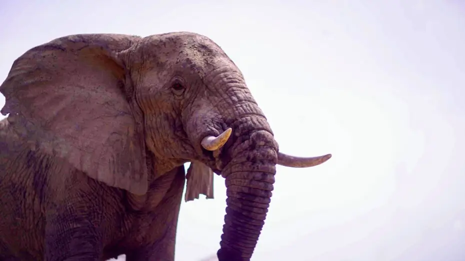 Wideo do serialu Planeta Ziemia III — Elephants Thrive After Poaching Ban in Zakouma | Planet Earth III Behind The Scenes