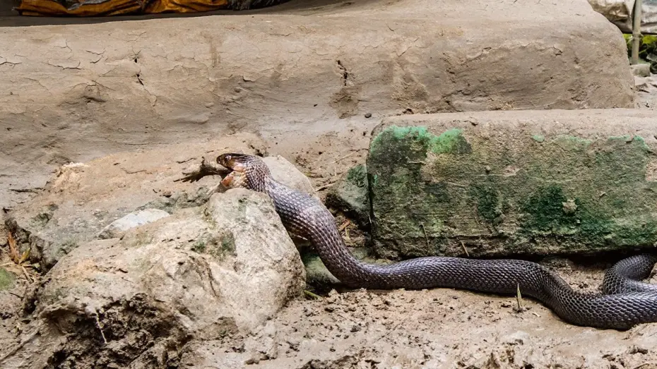 Wideo do serialu Planeta Ziemia III — Cobra vs Toad | Planet Earth III