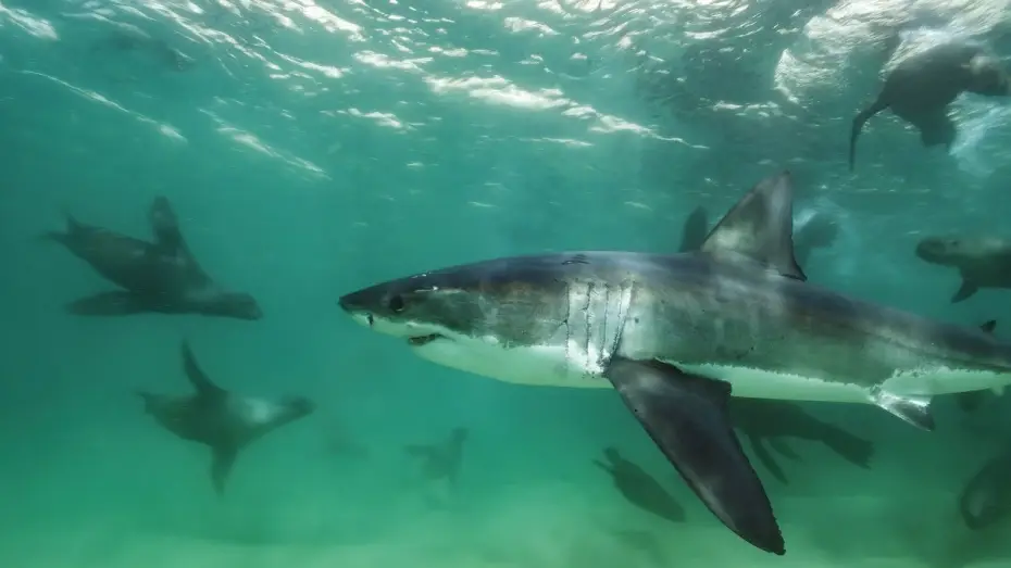 Wideo do serialu Planeta Ziemia III — Great White Shark Mobbed by Gang Of Seals | Planet Earth III