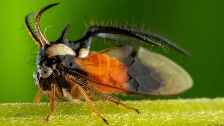 Wideo do serialu Planeta Ziemia III — The Insects Who Vibrate To Communicate | Planet Earth III