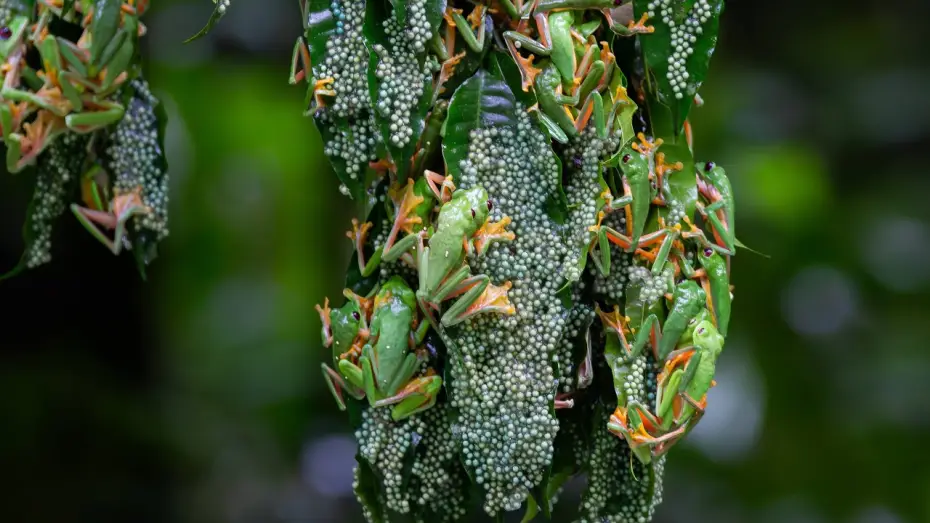 Wideo do serialu Planeta Ziemia III — Chaotic Mating Explosion of Gliding Frogs | Planet Earth III Behind The Scenes