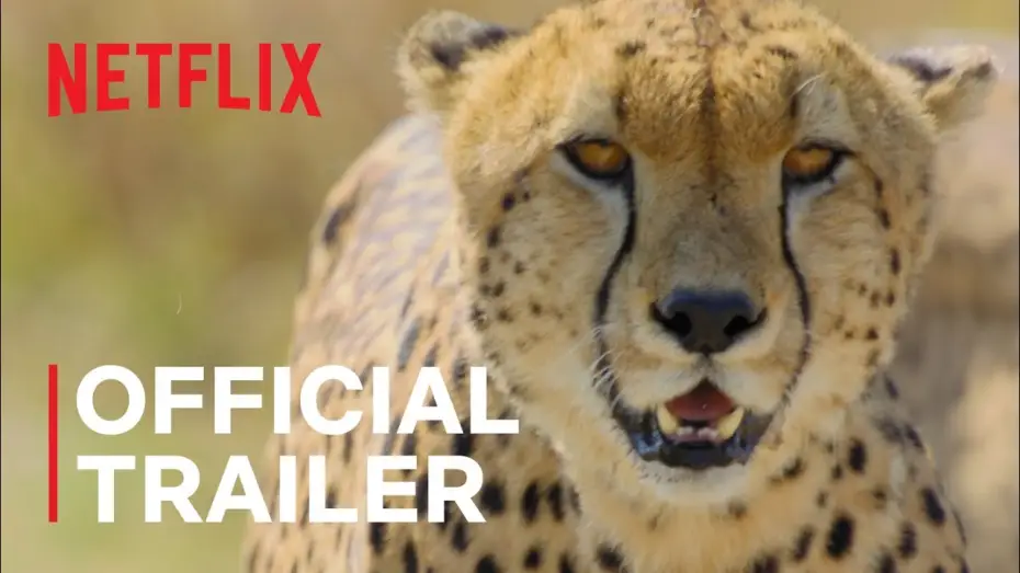 Wideo do serialu Zwierzęta z bliska — Animal | Official Trailer | Netflix