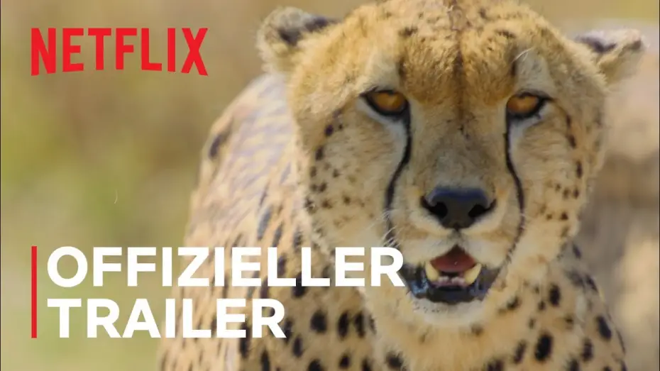 Wideo do serialu Zwierzęta z bliska — Das Tier | Offizieller Trailer | Netflix