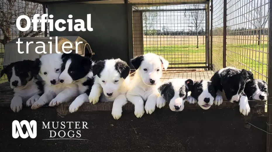 Wideo do serialu Muster Dogs — Muster Dogs Season 2 Official Trailer | ABC Australia