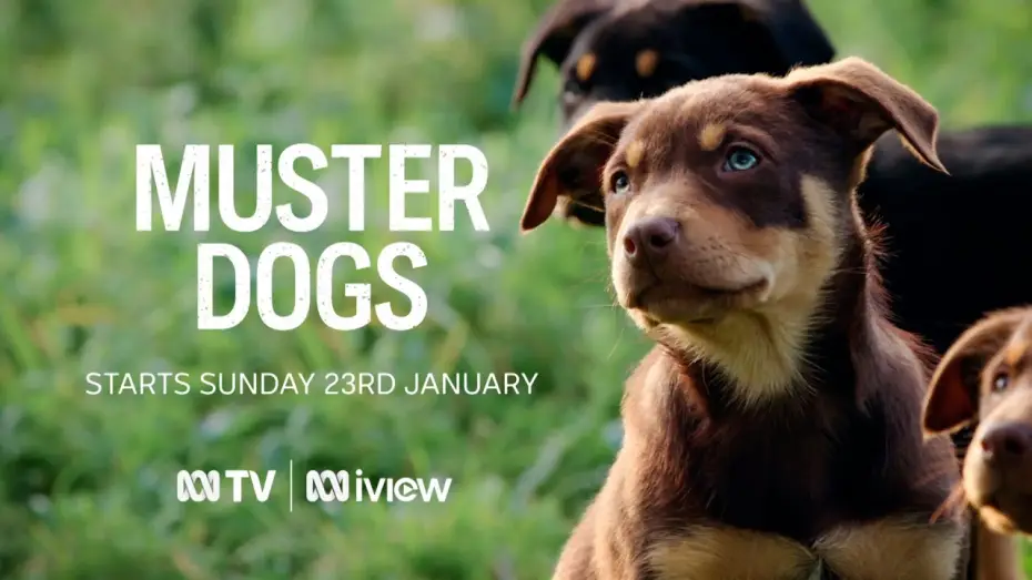 Wideo do serialu Muster Dogs — Muster Dogs | ABC TV