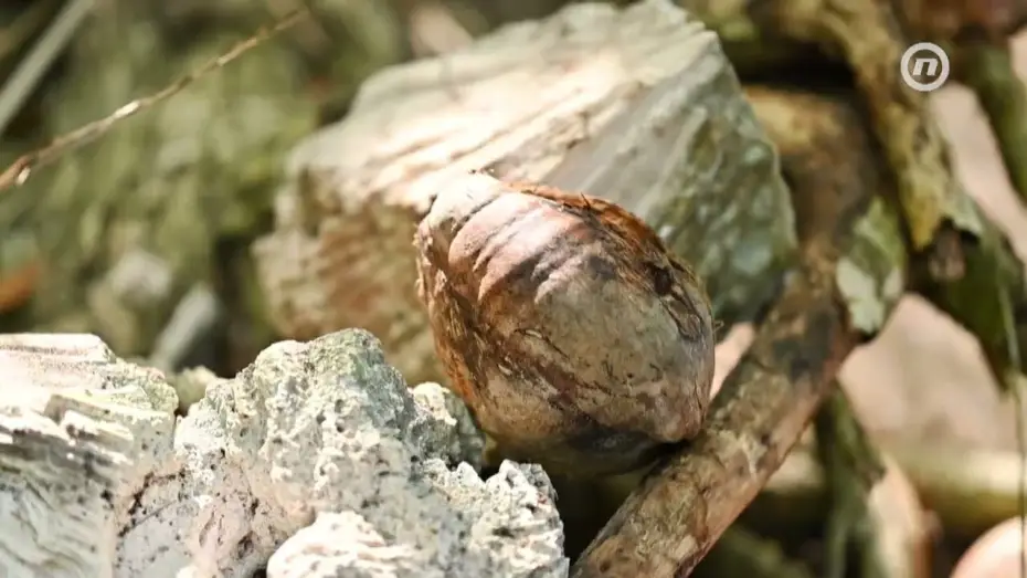Wideo do serialu Survivor Hrvatska — Survivor: Dominikanska Republika Teaser 1