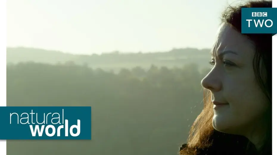 Wideo do serialu Natural World — Wild goshawks - Natural World: Preview - BBC Two