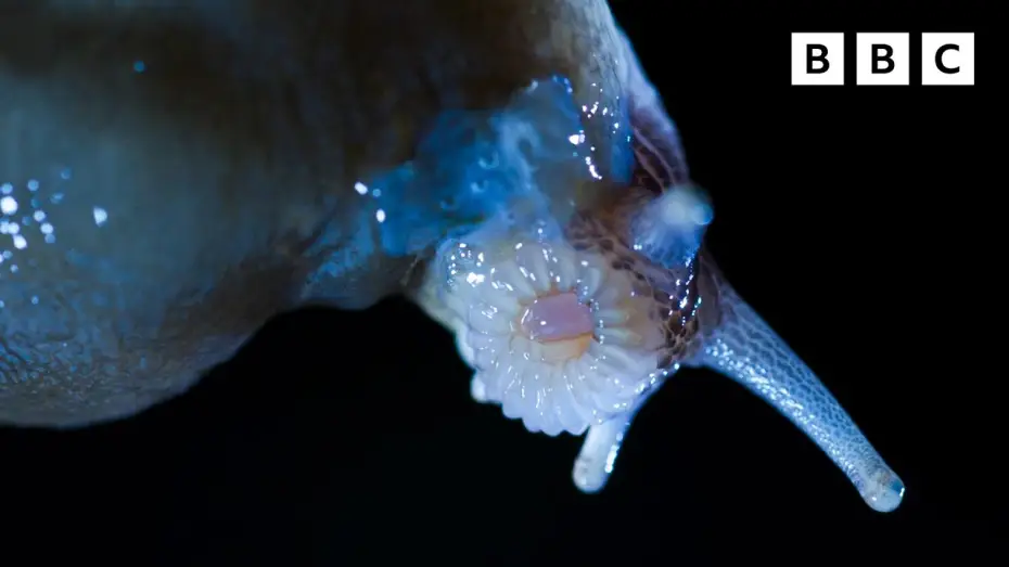 Wideo do serialu Dzikie wyspy — Shoking slug mating Clip