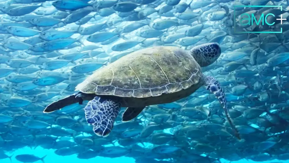Wideo do serialu Blue Planet III — Official AMC+ Trailer