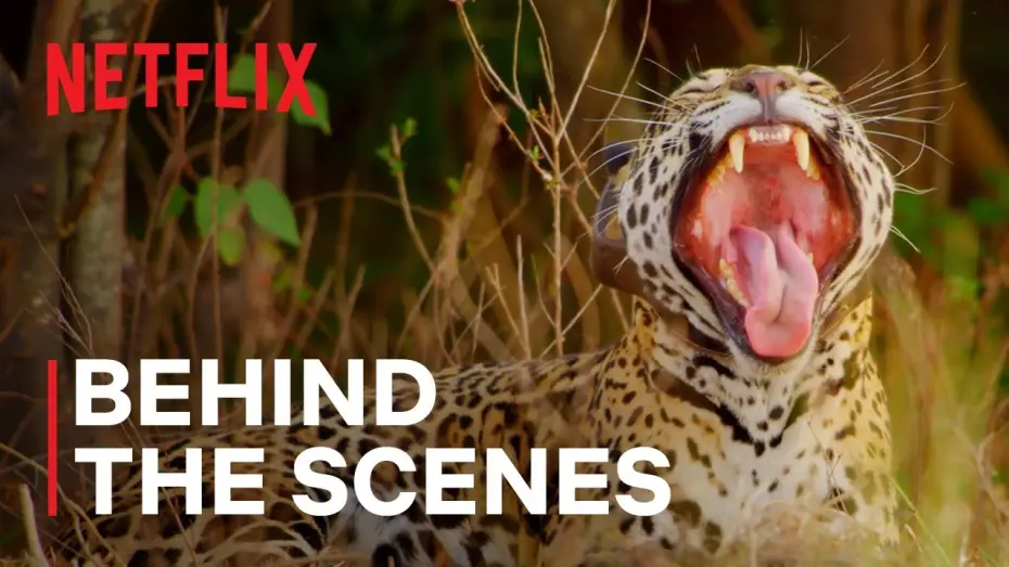 Wideo do serialu Nasz pełny życia świat — Jaguar Rewilding [Subtitled]
