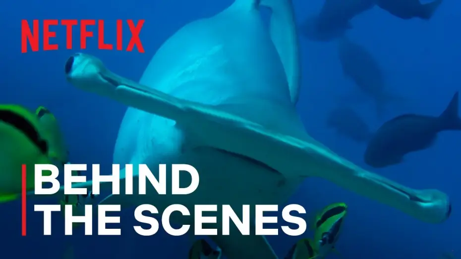 Wideo do serialu Nasz pełny życia świat — Hammerhead Sharks