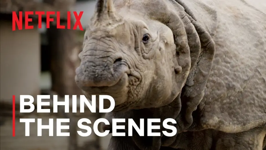 Wideo do serialu Nasz pełny życia świat — Rhinos in the City