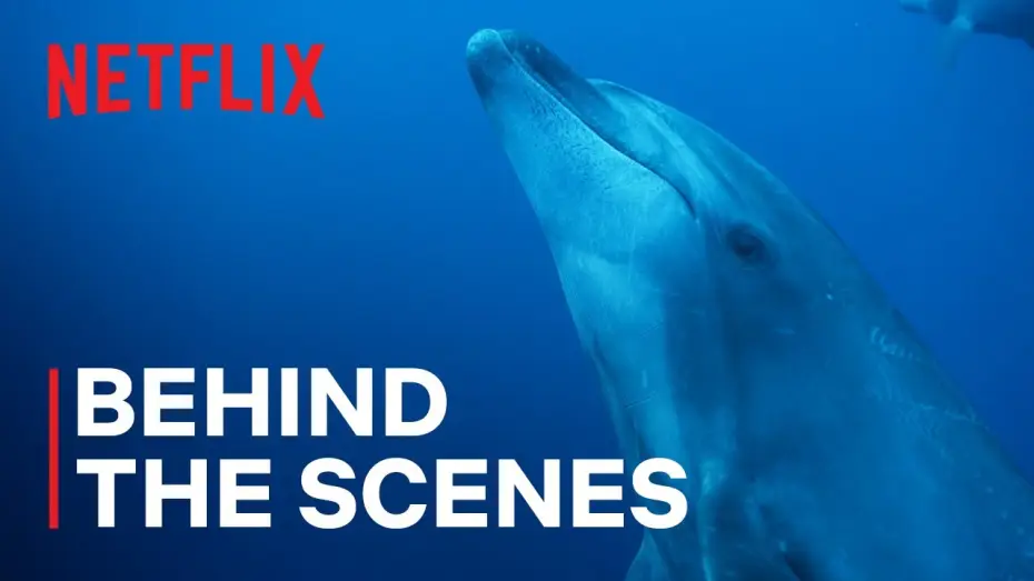 Wideo do serialu Nasze oceany — Dolphin Pirates