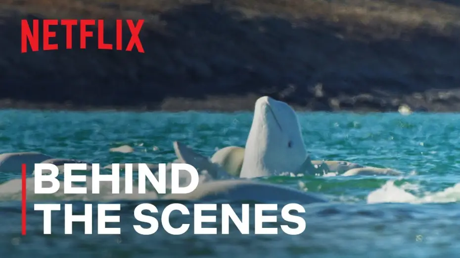 Wideo do serialu Nasze oceany — Underwater World of Beluga Whales