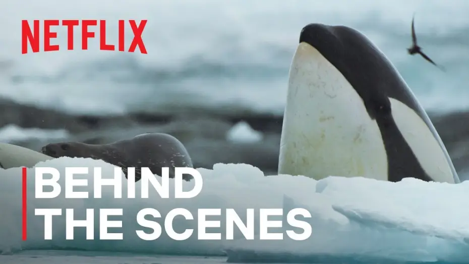 Wideo do serialu Nasze oceany — Killer Whale Showdown