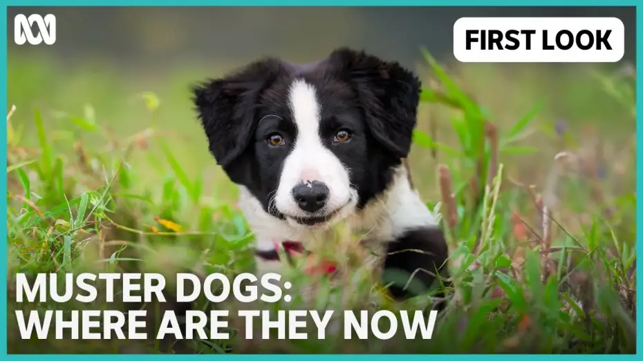 Wideo do serialu Muster Dogs: Where Are They Now — Muster Dogs: Where Are They Now | ABC TV