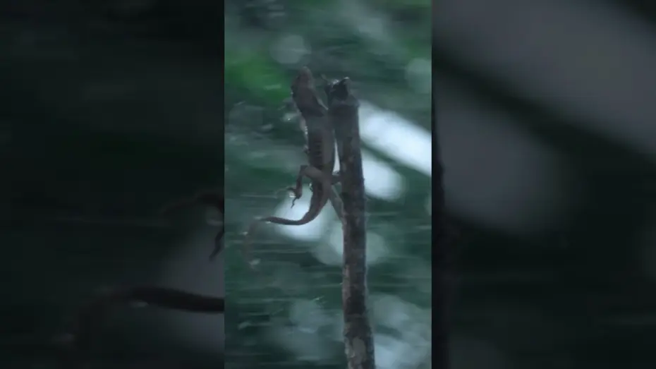 Wideo do serialu Force of Nature — Tiny Lizards Battle Nature's Fierce Winds | Force of Nature