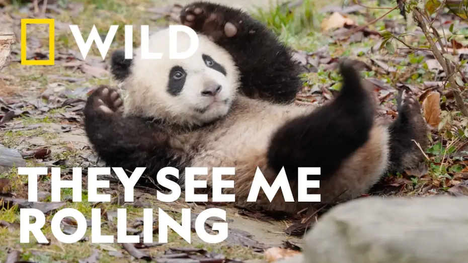 Wideo do serialu Panda School — Mastering the Art of the Roly-Poly | Panda School | National Geographic WILD UK