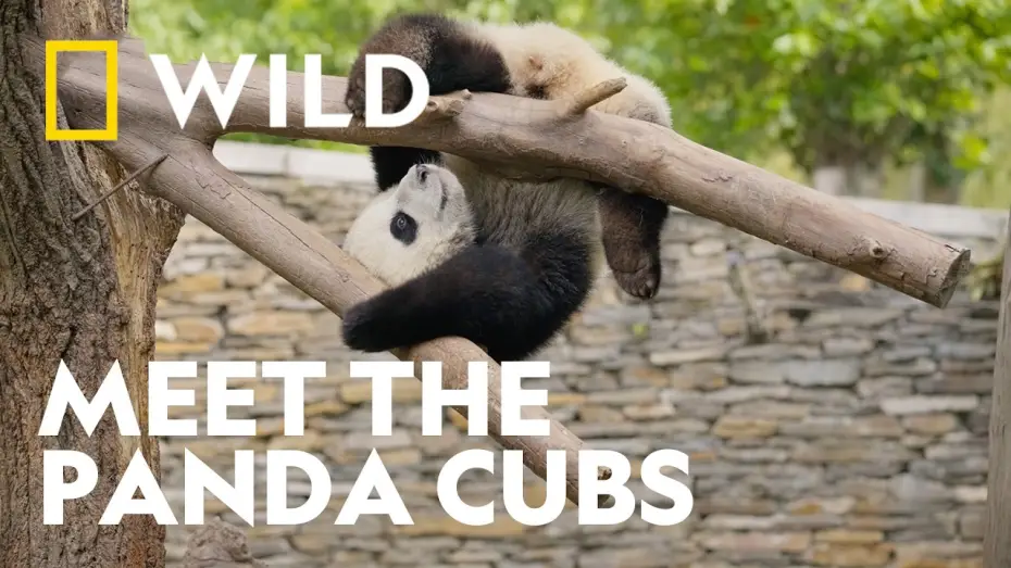 Wideo do serialu Panda School — Meet The World's Cutest Students | Panda School | National Geographic WILD UK