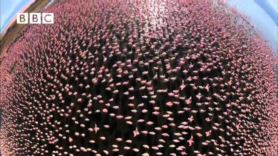 Wideo do serialu Earthflight — BBC's Earthflight - Trailer