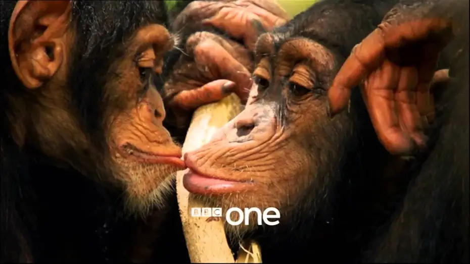 Wideo do serialu Opowieść o życiu — Life Story with David Attenborough: Trailer - BBC One