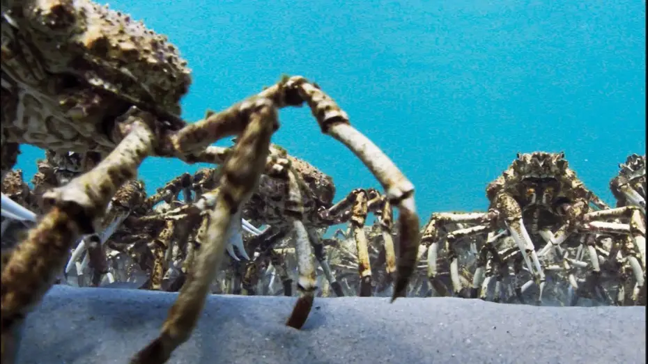 Видео к сериалу Planeta Ziemia II — Army Of Spider Crabs Shed Their Shells | Blue Planet II