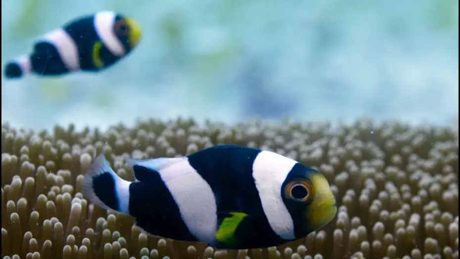 Видео к сериалу Planeta Ziemia II — Incredible Teamwork From Little Clownfish | Blue Planet II