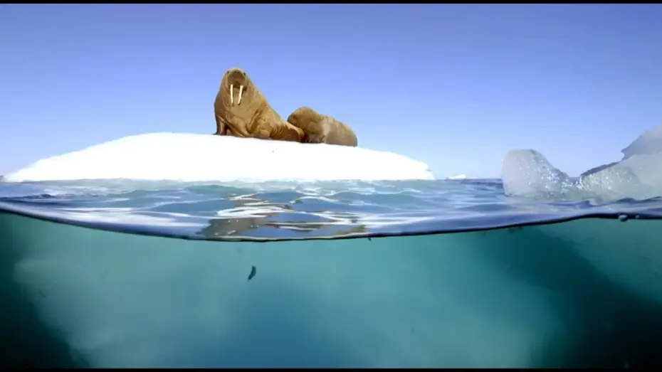 Видео к сериалу Planeta Ziemia II — Filming Walrus With The Megadome | Blue Planet II | Behind The Scenes