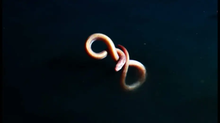 Видео к сериалу Planeta Ziemia II — Eel Suffers Toxic Shock From Brine Pool | Blue Planet II