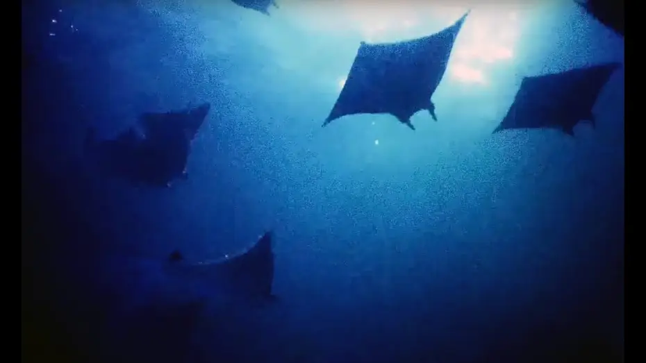 Видео к сериалу Planeta Ziemia II — Filming Hundreds Of Mobula Rays At Night | Blue Planet II Behind The Scenes