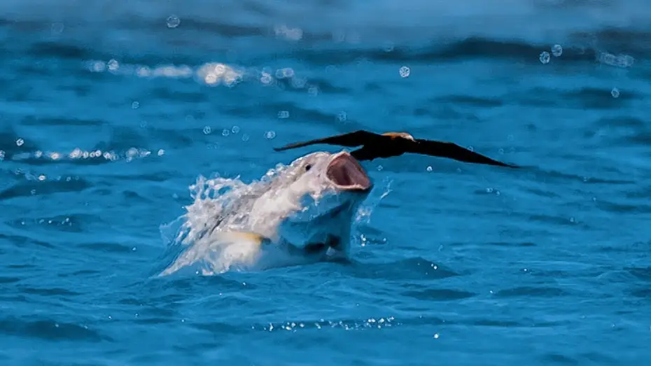 Видео к сериалу Planeta Ziemia II — Bird vs Fish | Blue Planet II