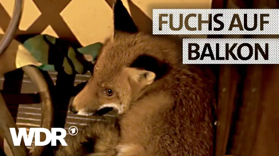 Wideo do serialu Feuer & Flamme — Feuer & Flamme | Fuchs auf einem Balkon | WDR