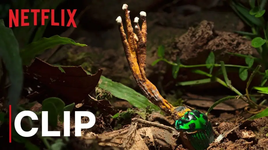 Wideo do serialu Nasza planeta — Our Planet | Fungus | Clip | Netflix