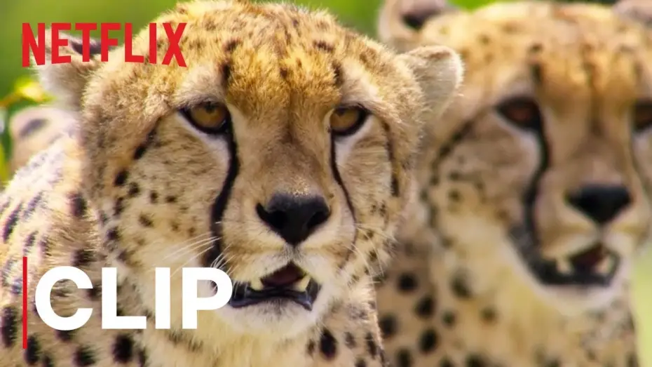 Wideo do serialu Nasza planeta — Our Planet | Cheetah Hunt | Clip | Netflix