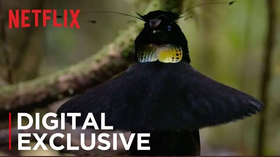 Wideo do serialu Nasza planeta — Our Planet | Birds Of Paradise | Exclusive Clip | Netflix