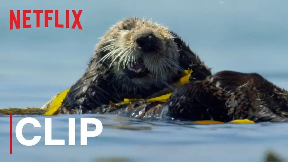 Wideo do serialu Nasza planeta — Our Planet | Otters | Clip | Netflix