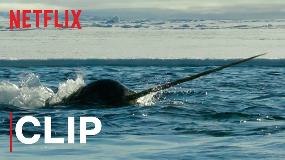 Wideo do serialu Nasza planeta — Our Planet | Narwhals | Clip | Netflix