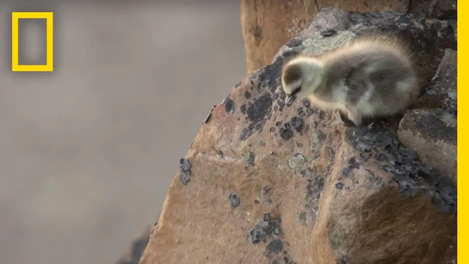 Wideo do serialu Wrogie środowisko — Arctic Geese Chicks Jump Off Cliff to Survive | Hostile Planet