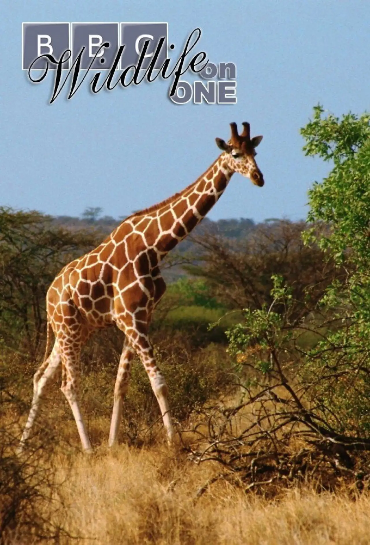 Plakat serialu "Wildlife on One"