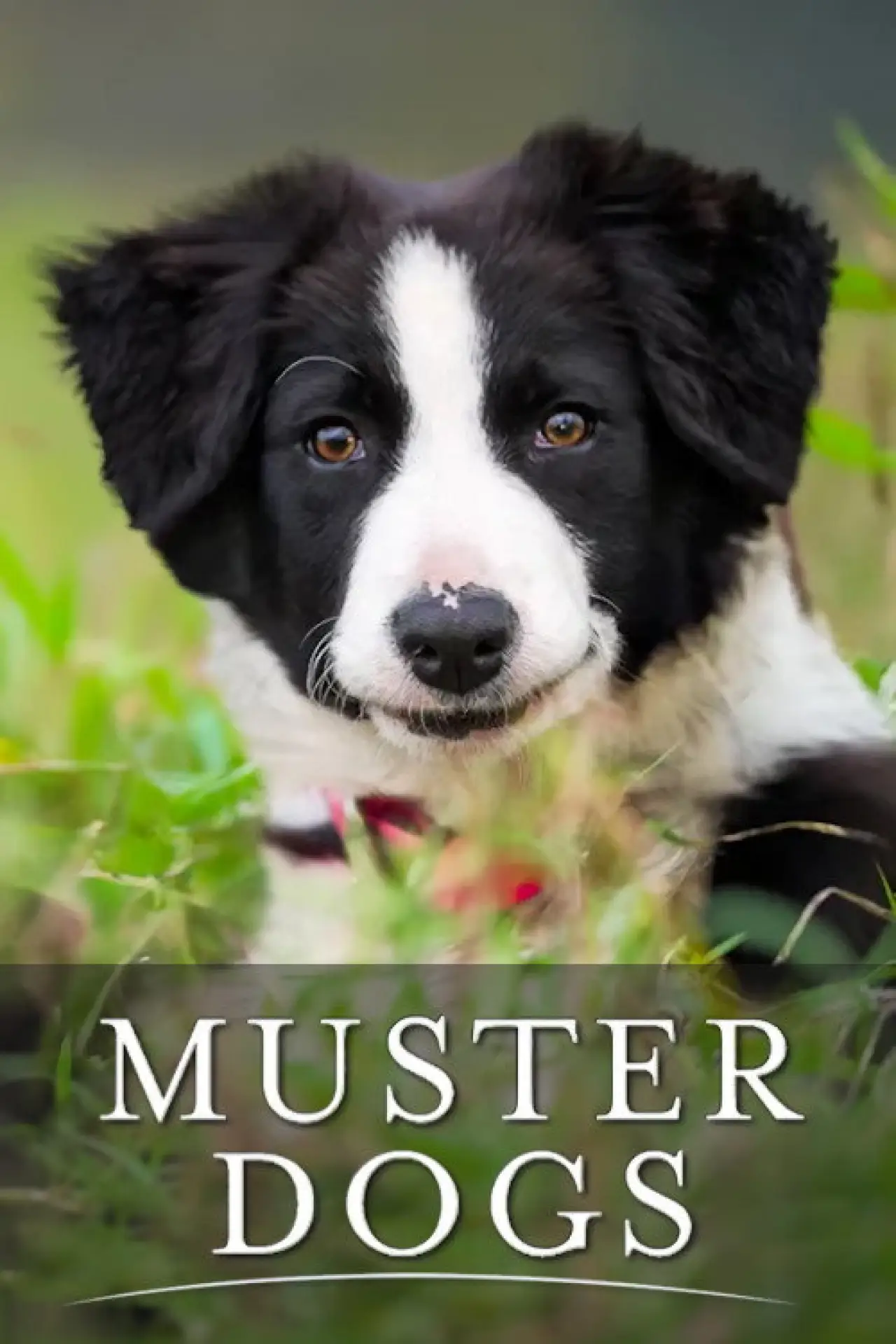 Plakat serialu "Muster Dogs"
