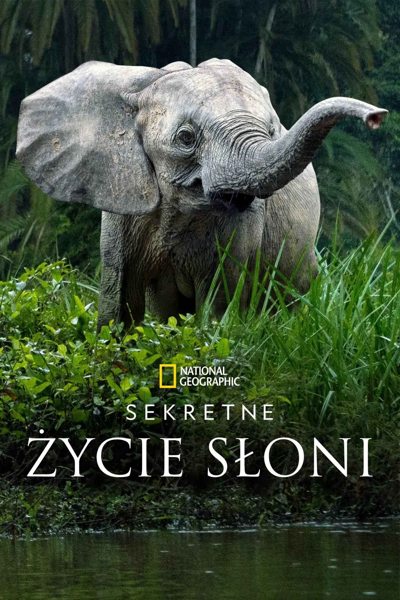 Plakat serialu "Sekretne życie słoni"