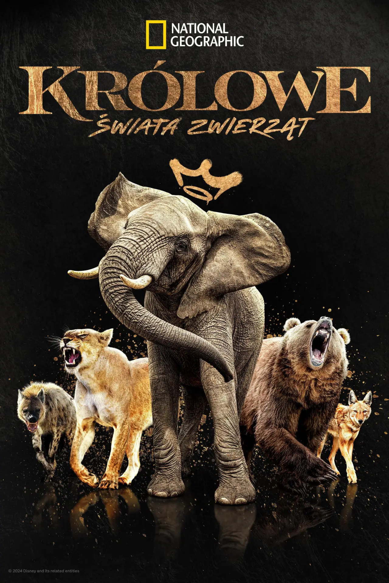 Plakat serialu "Królowe świata zwierząt"
