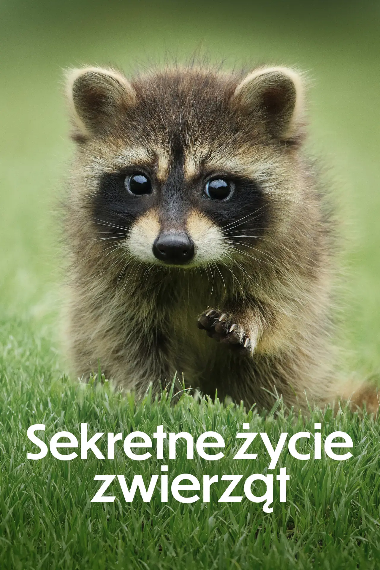 Постер к сериалу "Sekretne życie zwierząt"
