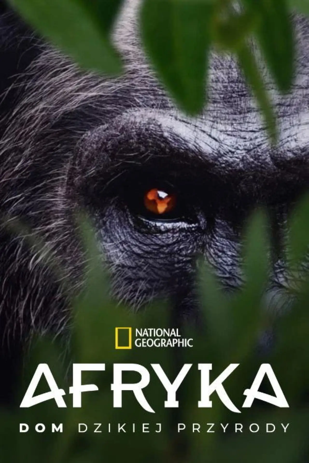 Plakat serialu "Afryka: dom dzikiej przyrody"