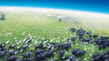 Zasłona к сериалу "Planeta Ziemia I" #1366823